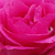 Roz - Trandafir pentru straturi Floribunda - Tom Tom